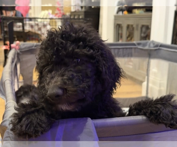 Medium Photo #6 Poodle (Standard) Puppy For Sale in THOMASVILLE, GA, USA