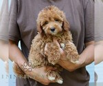 Small #2 Goldendoodle (Miniature)