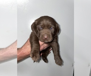 Labrador Retriever Puppy for sale in OSYKA, MS, USA