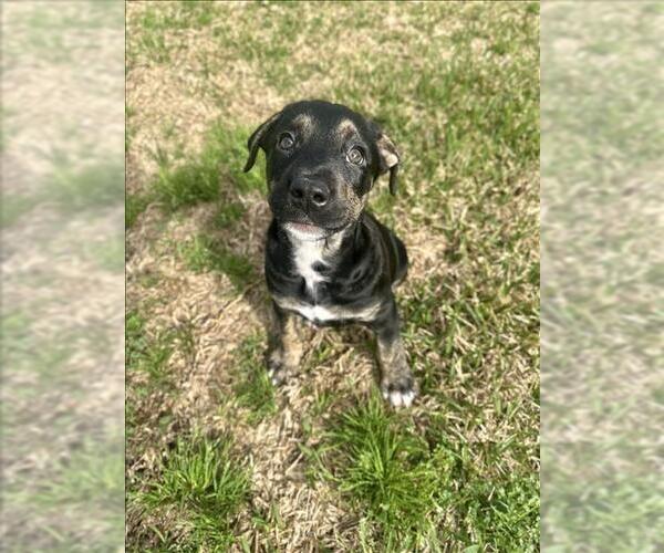 Medium Photo #1 Labrador Retriever Puppy For Sale in Conroe, TX, USA