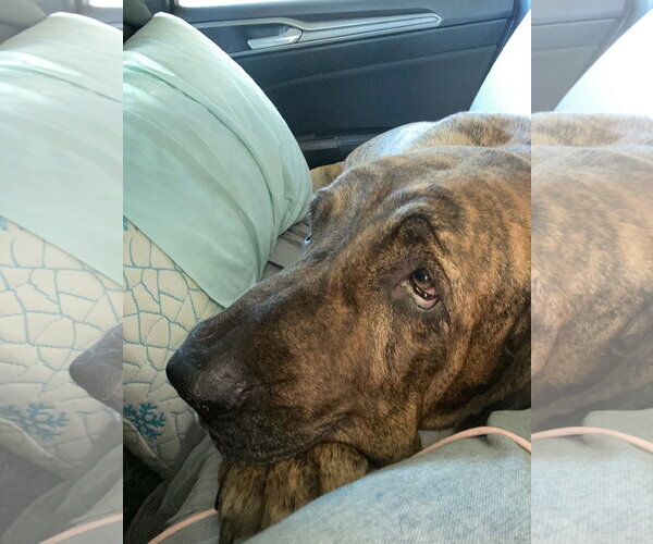 Medium Photo #2 Brazilian Mastiff Puppy For Sale in Jasper, AL, USA