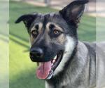Small #1 German Shepherd Dog Mix