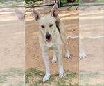 Small #12 German Shepherd Dog Mix