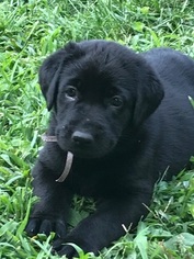 Shepradors Puppy for sale in HIGHLAND, IL, USA