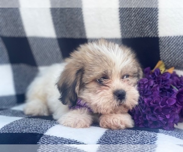 Medium Photo #11 Shorkie Tzu Puppy For Sale in LAKELAND, FL, USA