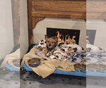Small #1 Chihuahua Mix