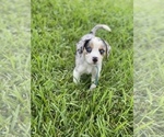 Puppy 6 Australian Shepherd-Beagle Mix