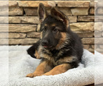 Small Photo #31 German Shepherd Dog Puppy For Sale in LENOIR, NC, USA