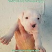 Small Photo #230 Dogo Argentino Puppy For Sale in PINEVILLE, MO, USA