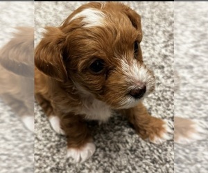 YorkiePoo Puppy for sale in MERIDIAN, ID, USA