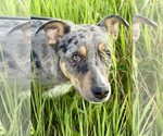 Small Catahoula Leopard Dog Mix