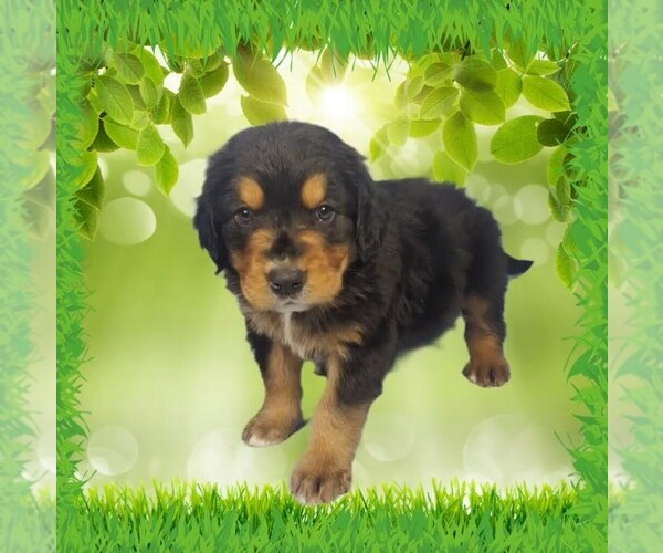 Medium Photo #16 Golden Mountain Dog Puppy For Sale in BLACK FOREST, CO, USA