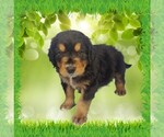 Small Photo #16 Golden Mountain Dog Puppy For Sale in BLACK FOREST, CO, USA