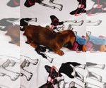 Small Photo #13 Dachshund Puppy For Sale in COFFEYVILLE, KS, USA