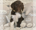 Small #3 Labradoodle mix (+ Poodle Standard)