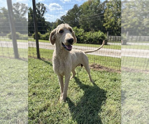 Medium Photo #1 Poodle (Standard) Puppy For Sale in Pacolet, SC, USA