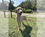 Bentley Aug 26 - Male Poodle (Standard) Dog for Adoption - Small photo