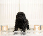 Small #5 Poodle (Miniature)