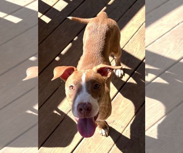 Medium Photo #1 American Pit Bull Terrier-Unknown Mix Puppy For Sale in Wetumpka, AL, USA