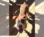 261487  Apricot Jam - Female American Pit Bull Terrier-Unknown Mix Dog for Adoption - Small photo