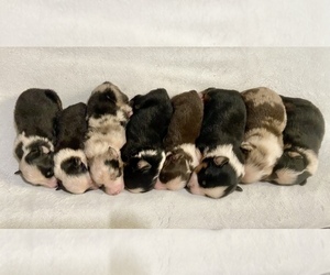 Australian Shepherd Puppy for sale in LODA, IL, USA