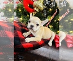Small Photo #1 French Bulldog Puppy For Sale in BARBOURVILLE, KY, USA