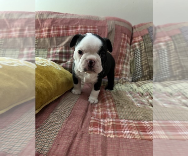 Medium Photo #4 Boston Terrier Puppy For Sale in BEECH GROVE, IN, USA