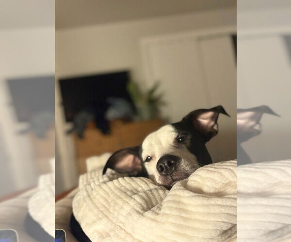 Medium Photo #2 Boxer-Unknown Mix Puppy For Sale in Lakewood, CO, USA