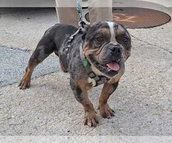 Medium Photo #2 Bulldog Puppy For Sale in Silver Spring, MD, USA