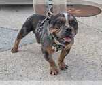 Small #1 Bulldog