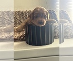 Small #7 Goldendoodle (Miniature)