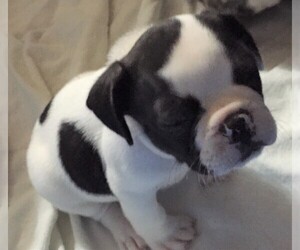 French Bulldog Puppy for sale in MAGNOLIA, TX, USA