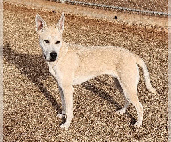Medium Photo #1 American Pit Bull Terrier-German Shepherd Dog Mix Puppy For Sale in Clinton, OK, USA