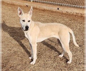 American Pit Bull Terrier-German Shepherd Dog Mix Dogs for adoption in Clinton, OK, USA