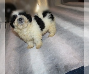 Havanese Puppy for sale in THAYER, KS, USA