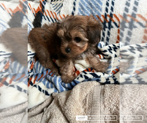 Medium YorkiePoo
