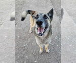 Small #2 German Shepherd Dog Mix