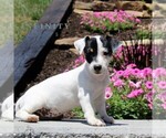 Small #2 Jack Russell Terrier