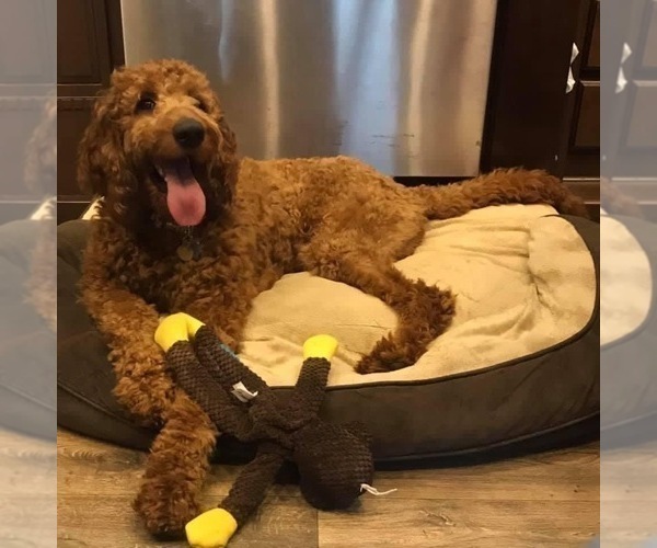 Medium Photo #1 Goldendoodle-Irish Doodle Mix Puppy For Sale in CHARLOTTESVILLE, VA, USA