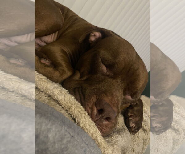 Medium Photo #2 American Pit Bull Terrier-Unknown Mix Puppy For Sale in Chandler, AZ, USA