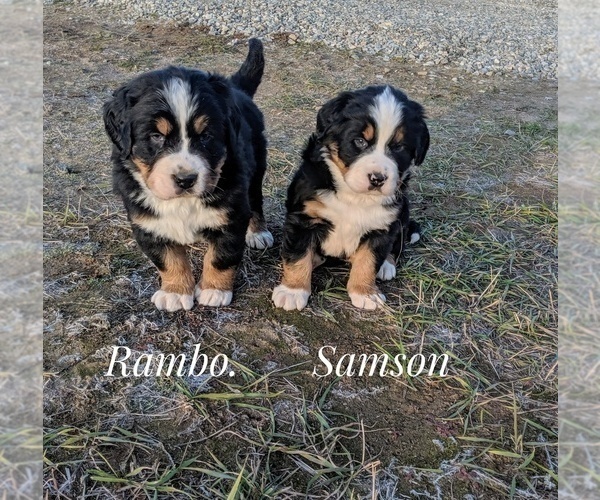 Medium Photo #11 Bernese Mountain Dog Puppy For Sale in BONNERS FERRY, ID, USA