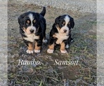 Small Photo #11 Bernese Mountain Dog Puppy For Sale in BONNERS FERRY, ID, USA