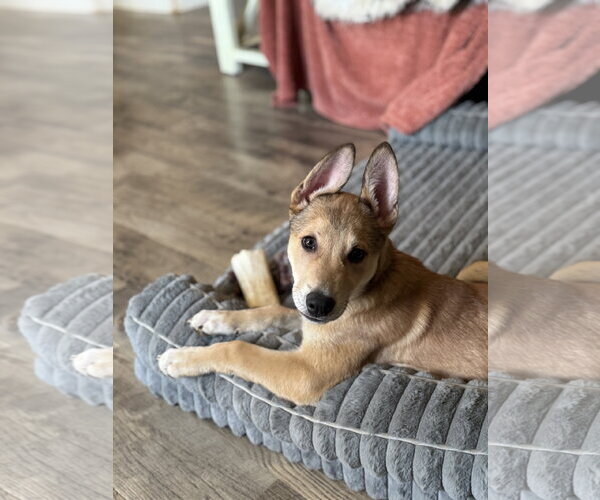 Medium Photo #19 German Shepherd Dog-Unknown Mix Puppy For Sale in Holly Springs, NC, USA