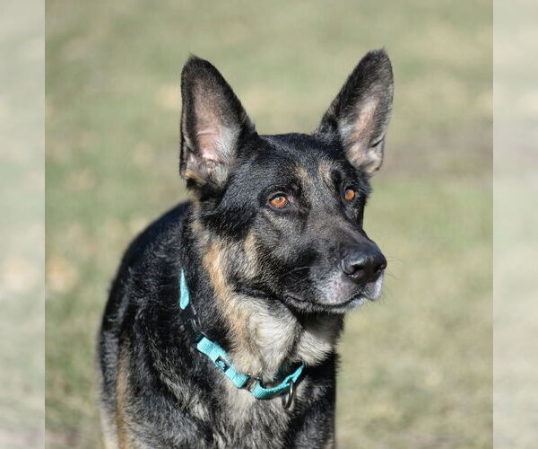 Medium Photo #15 German Shepherd Dog Puppy For Sale in Gretna, NE, USA