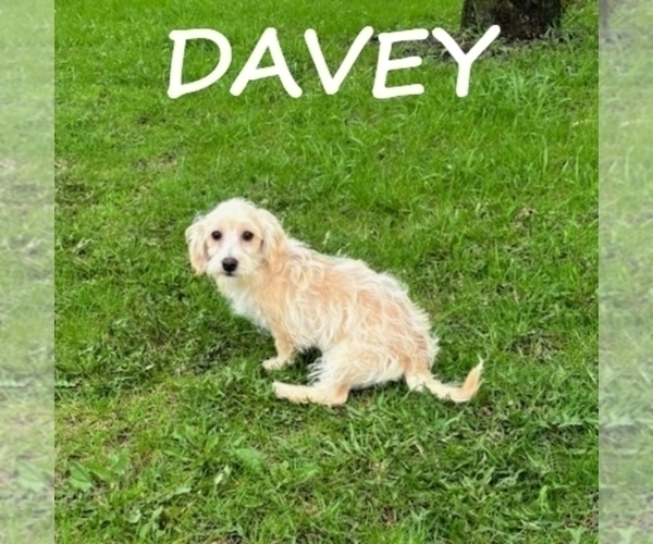 Medium Photo #2 YorkiePoo Puppy For Sale in HARTLAND, MN, USA