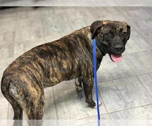 Staffordshire Bull Terrier-Unknown Mix Dogs for adoption in Grand Prairie, TX, USA