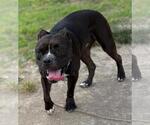 Small #6 American Bulldog Mix