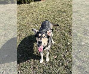 Siberian Husky Dogs for adoption in Toronto, Ontario, Canada