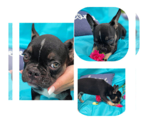 French Bulldog Puppy for sale in SARASOTA, FL, USA