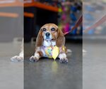 Small Photo #3 Beagle-Unknown Mix Puppy For Sale in Rustburg, VA, USA